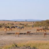  The Serengeti, TZ